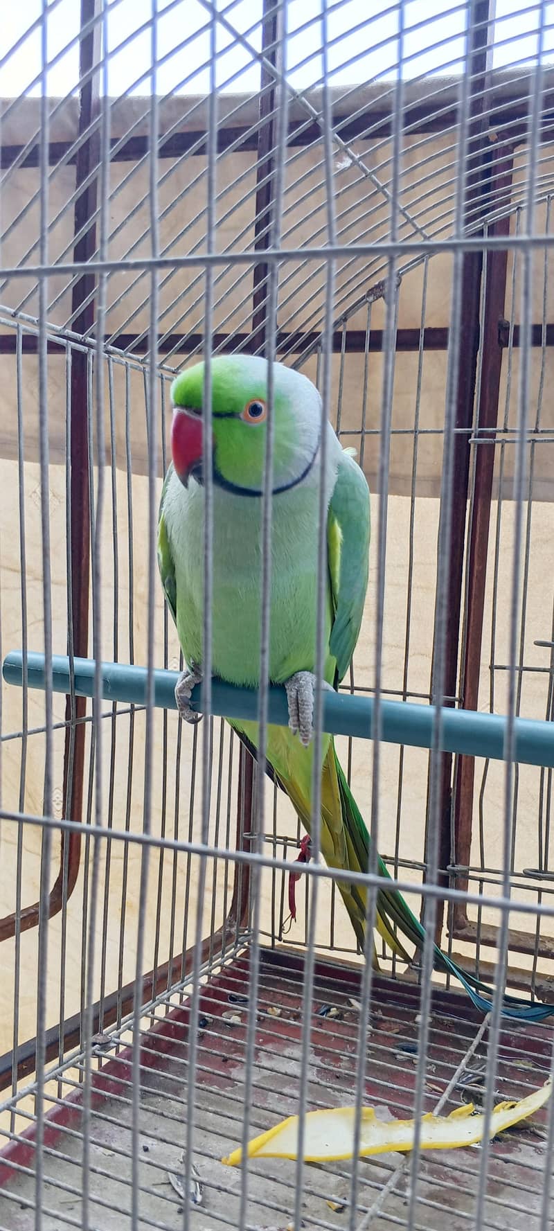 Green ring neck parrot 3