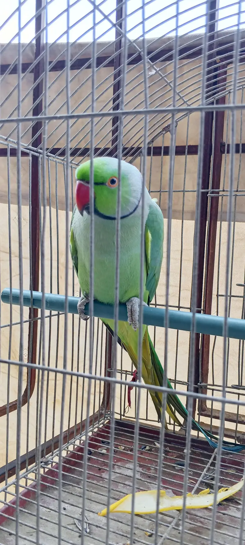 Green ring neck parrot — photo 4