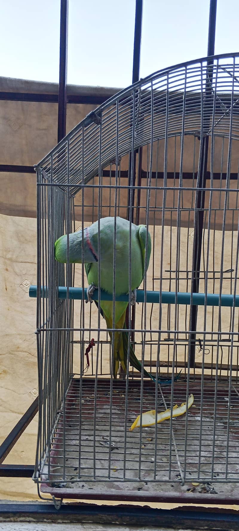 Green ring neck parrot 4