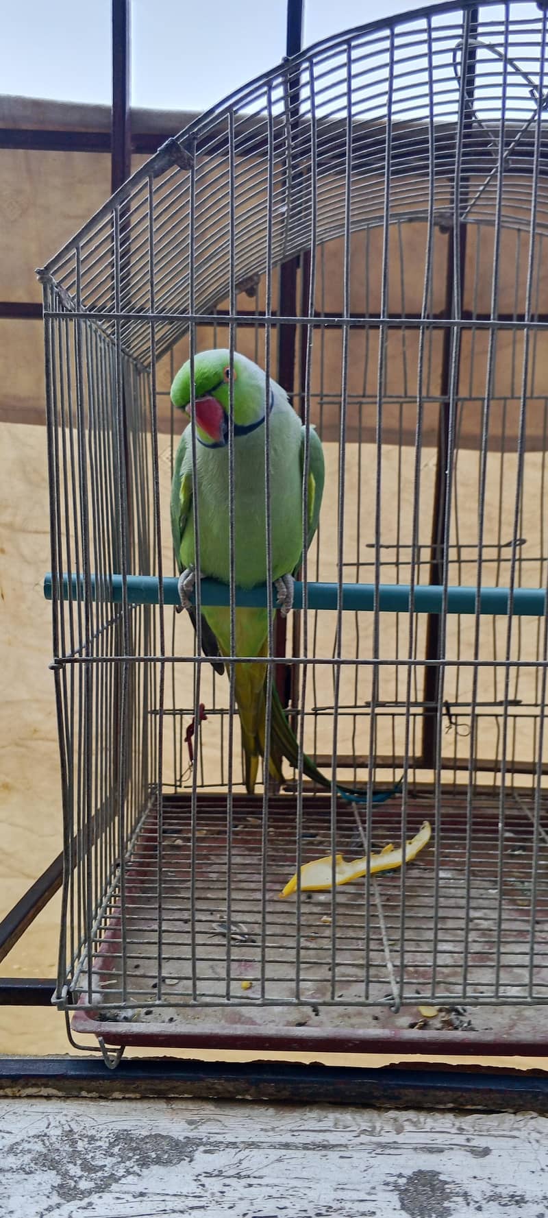 Green ring neck parrot 5