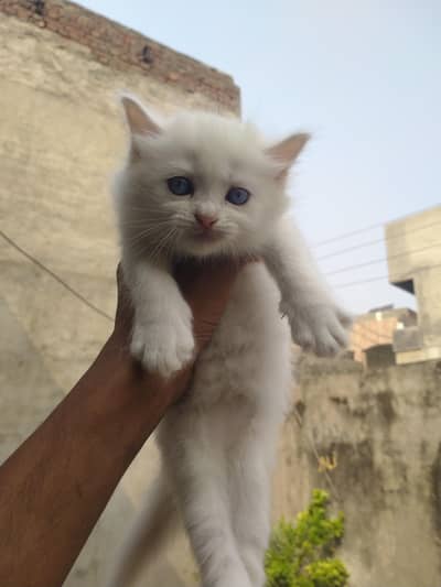 cats for sell