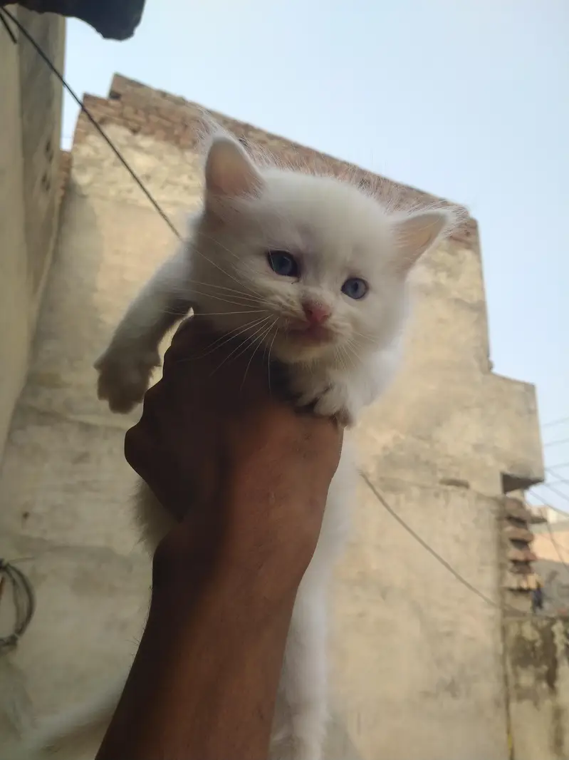 cats for sell — photo 2