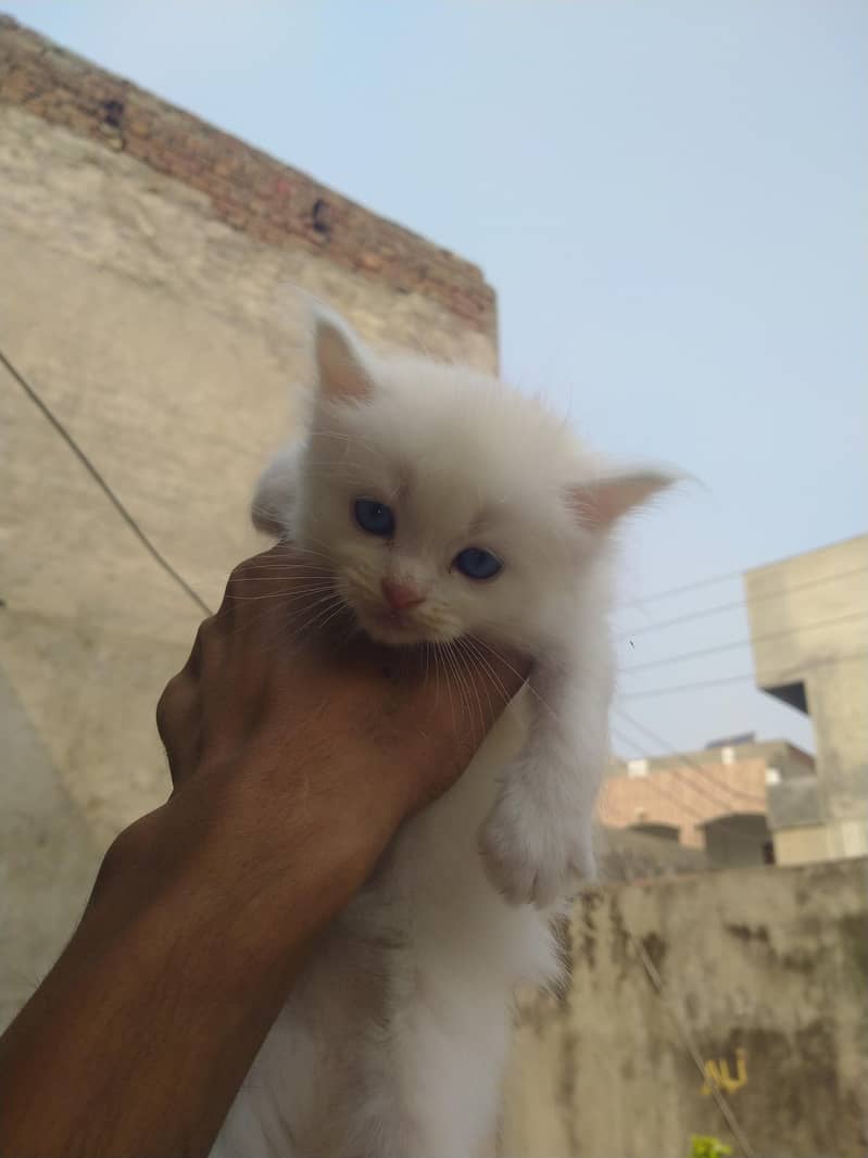 cats for sell 2