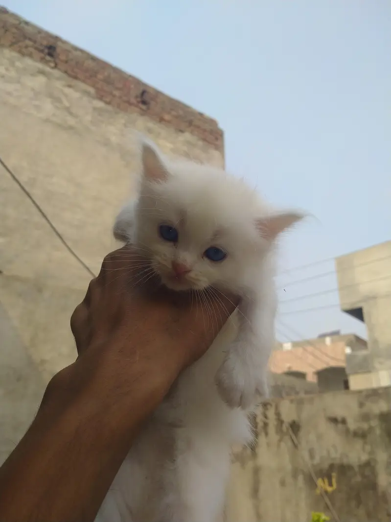 cats for sell — photo 3