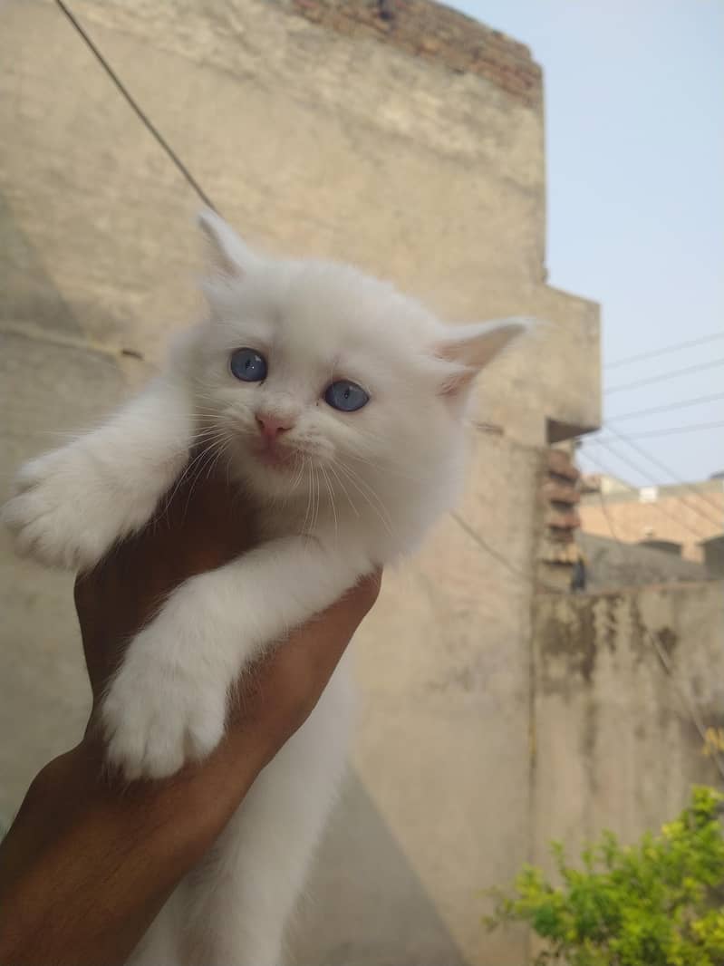 cats for sell 3