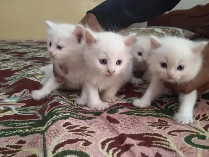 cats for sell — photo 5