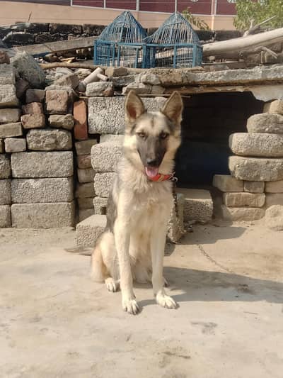bhot acha dog ha