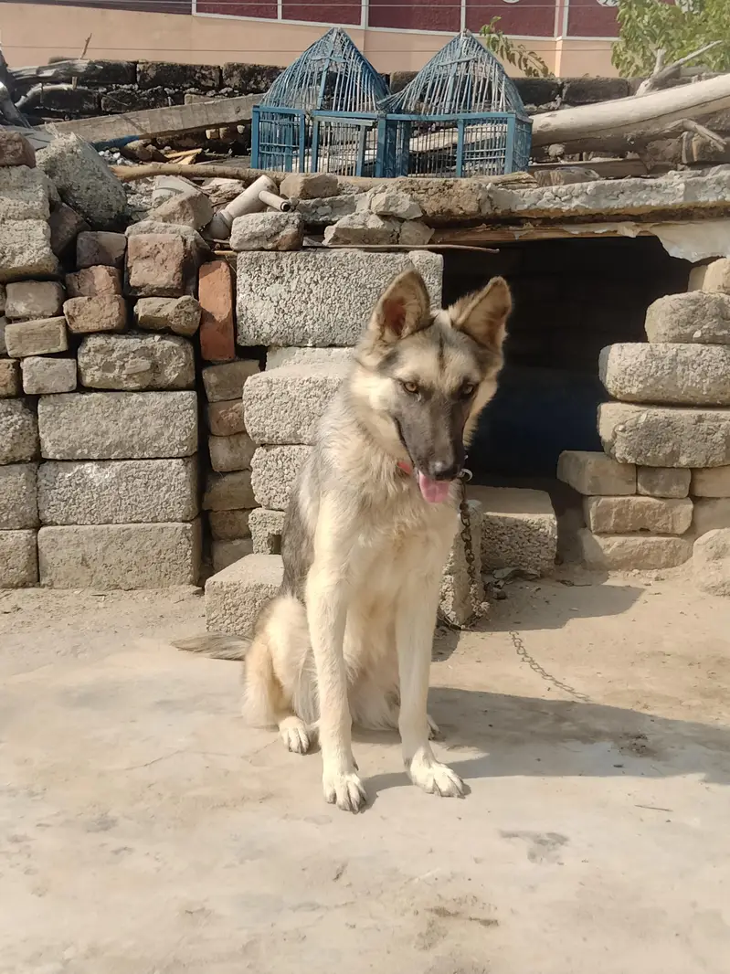 bhot acha dog ha — photo 2