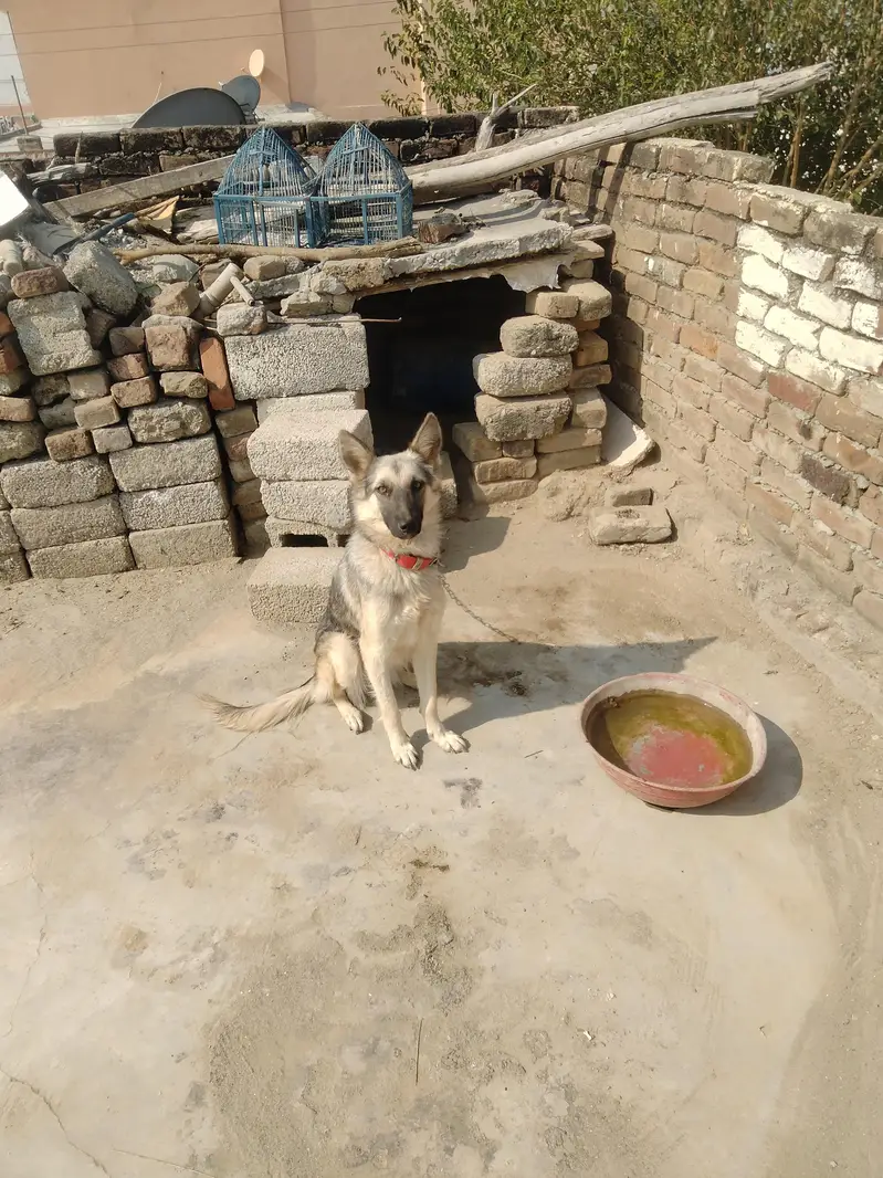 bhot acha dog ha — photo 3