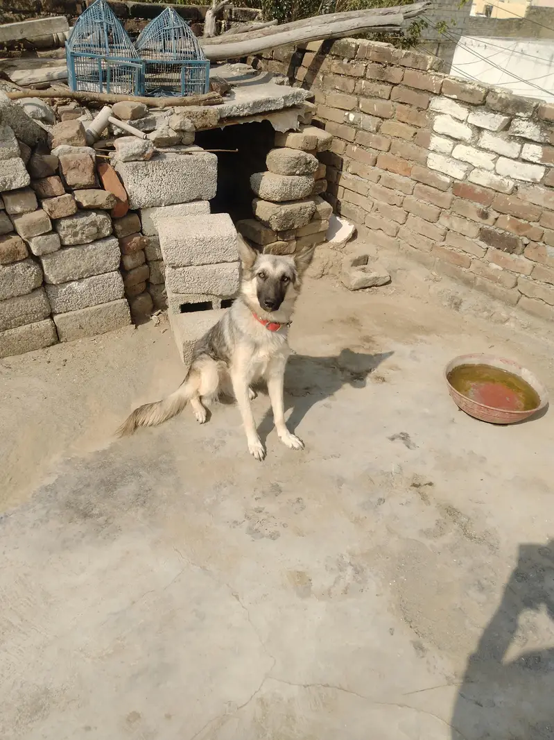 bhot acha dog ha — photo 4