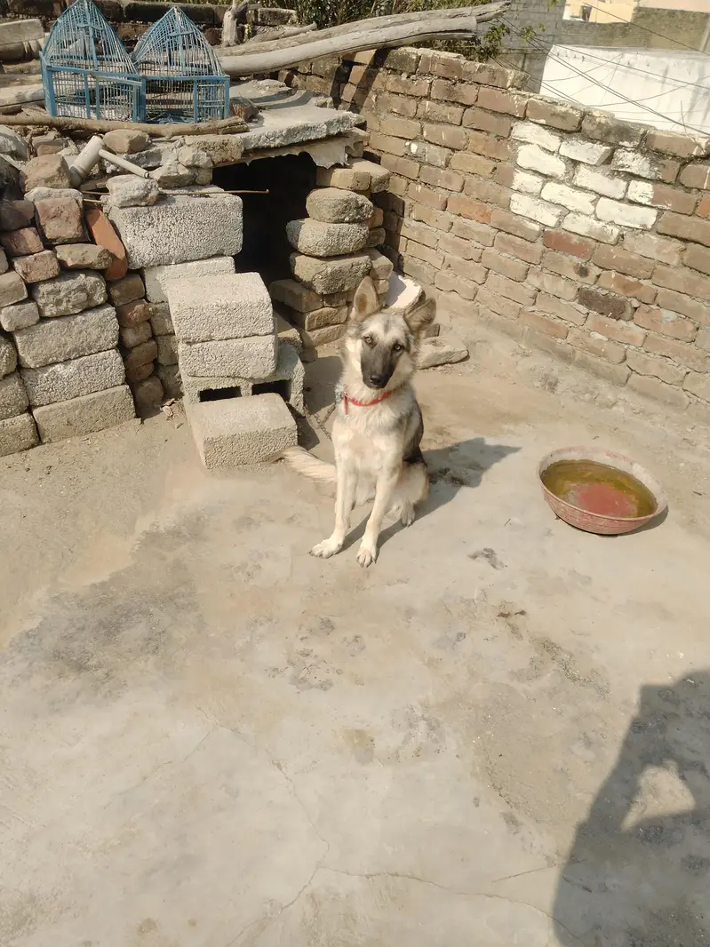 bhot acha dog ha — photo 5