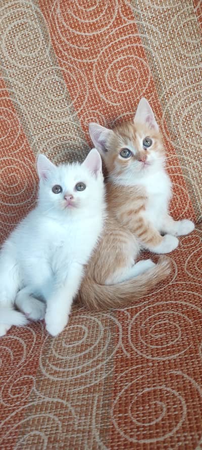 Persian pair