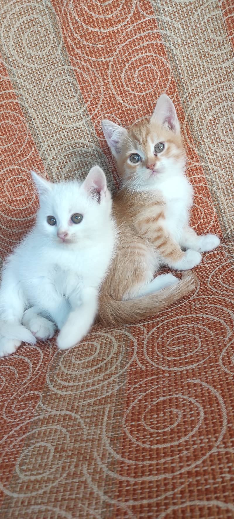 Persian pair 1