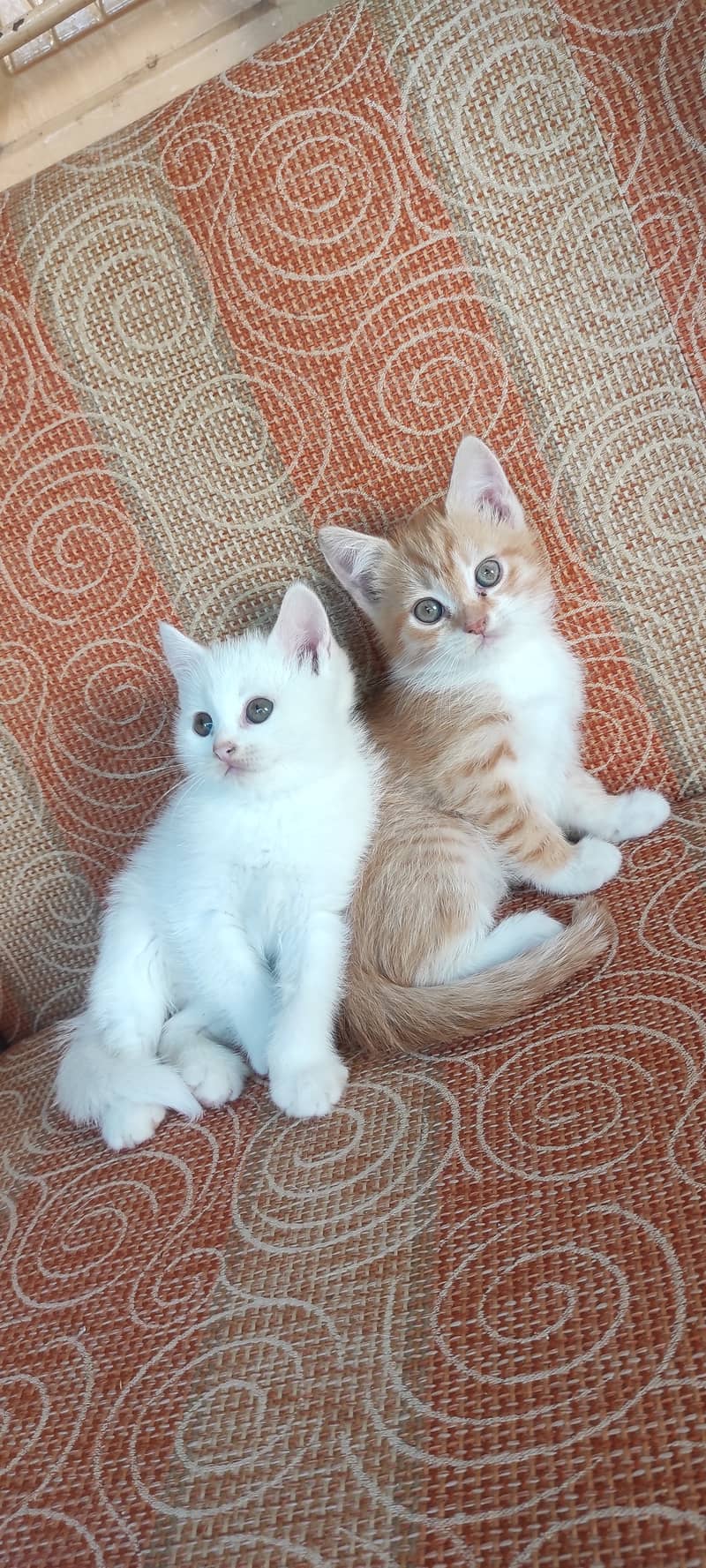 Persian pair 2