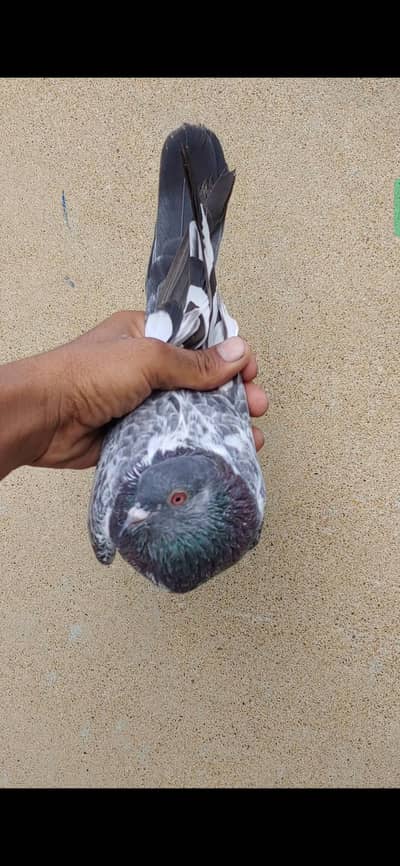 Dub wali femal for sale kabli