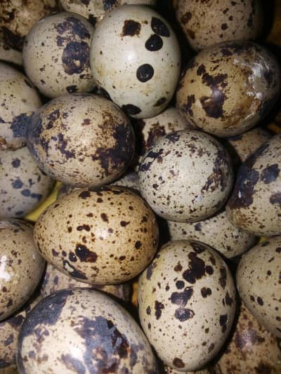 Fertile Batair eggs