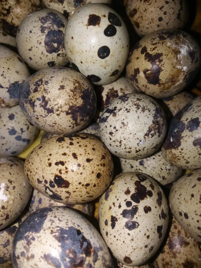 Fertile Batair eggs