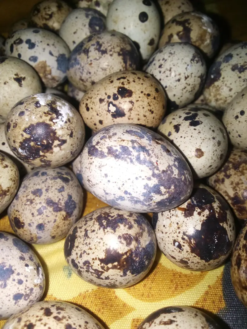 Fertile Batair eggs — photo 2