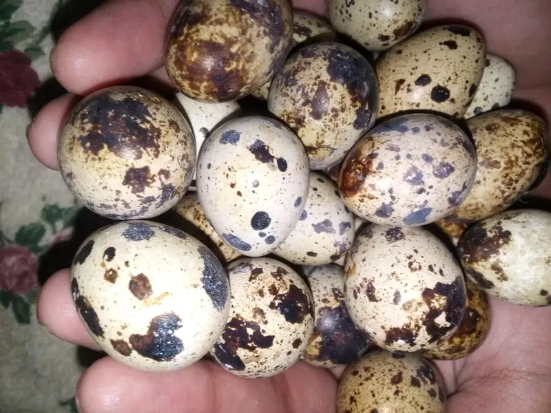 Fertile Batair eggs — photo 3