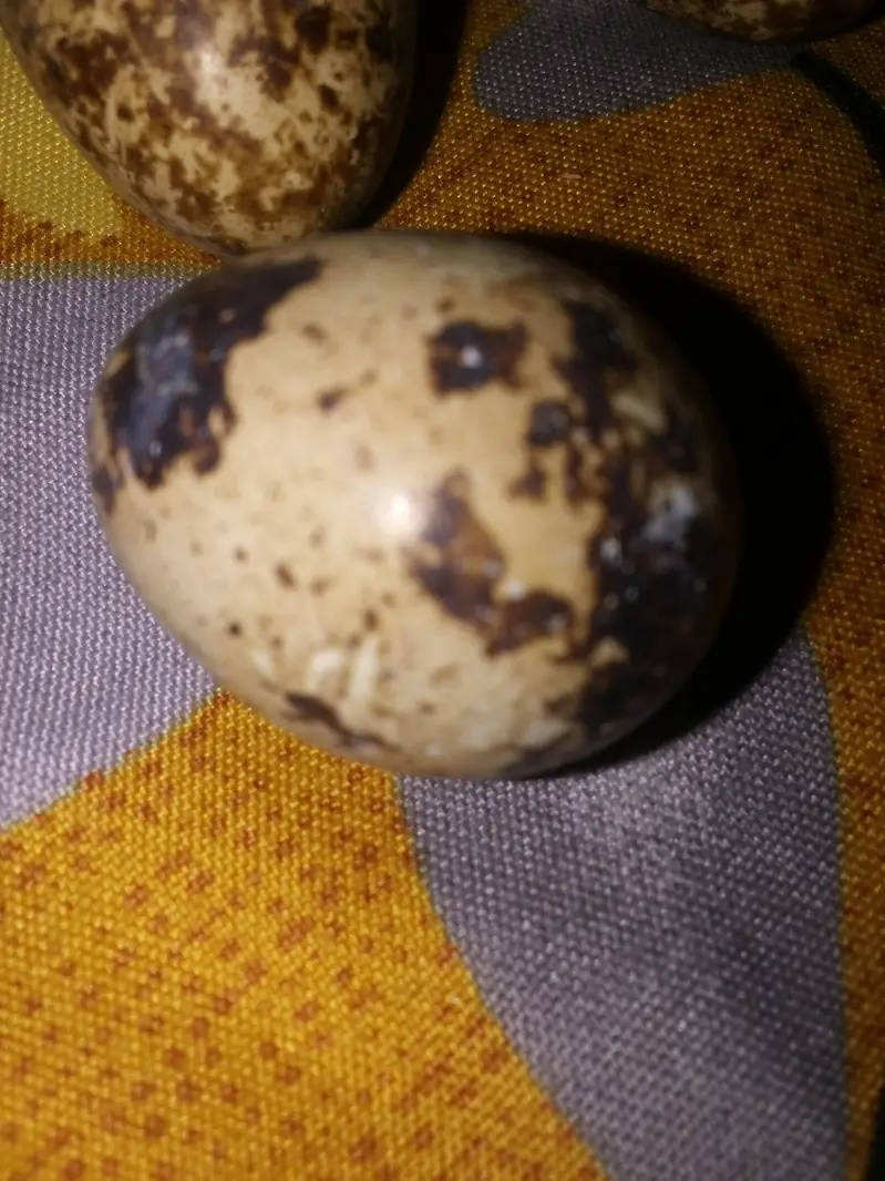 Fertile Batair eggs — photo 4