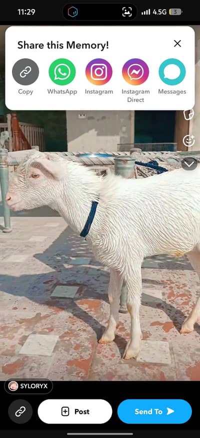 bakra teddy pure