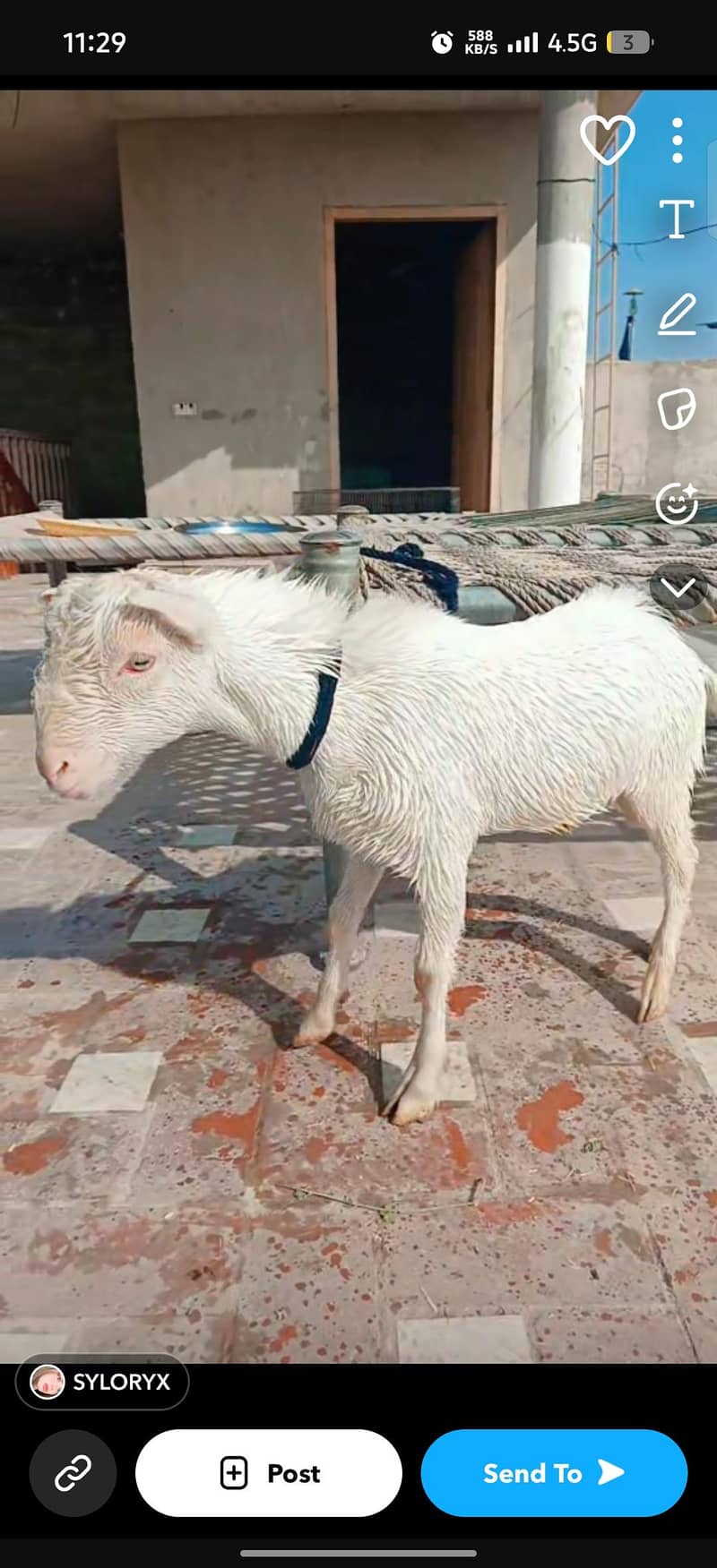 bakra teddy pure 1