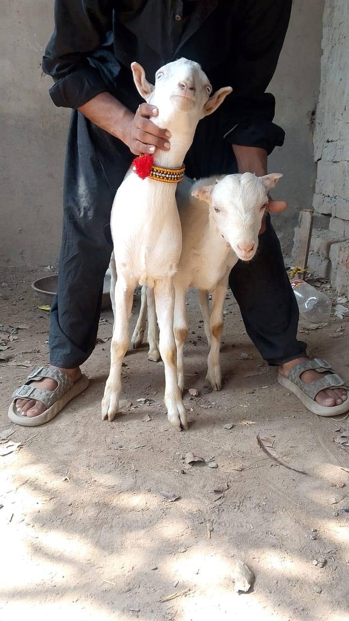 bakra teddy pure 2