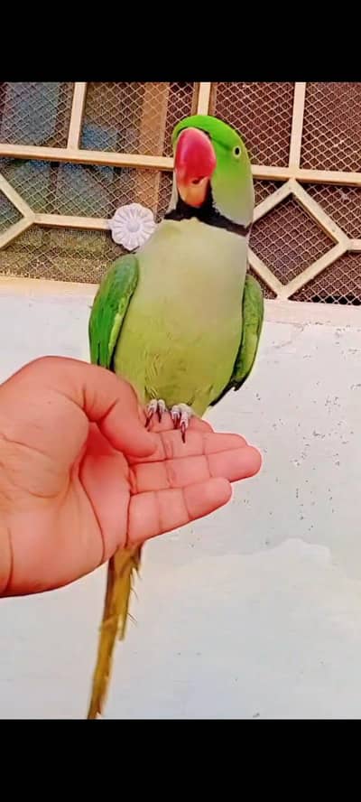 khasmiri raw parrot/ taking parrot