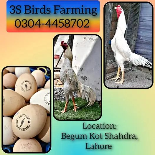 White King Shamo Eggs Available — photo 2