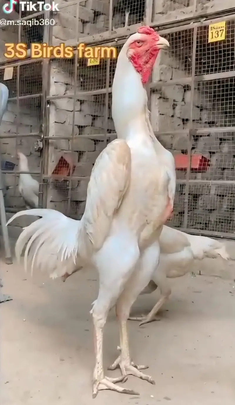White King Shamo Eggs Available — photo 4