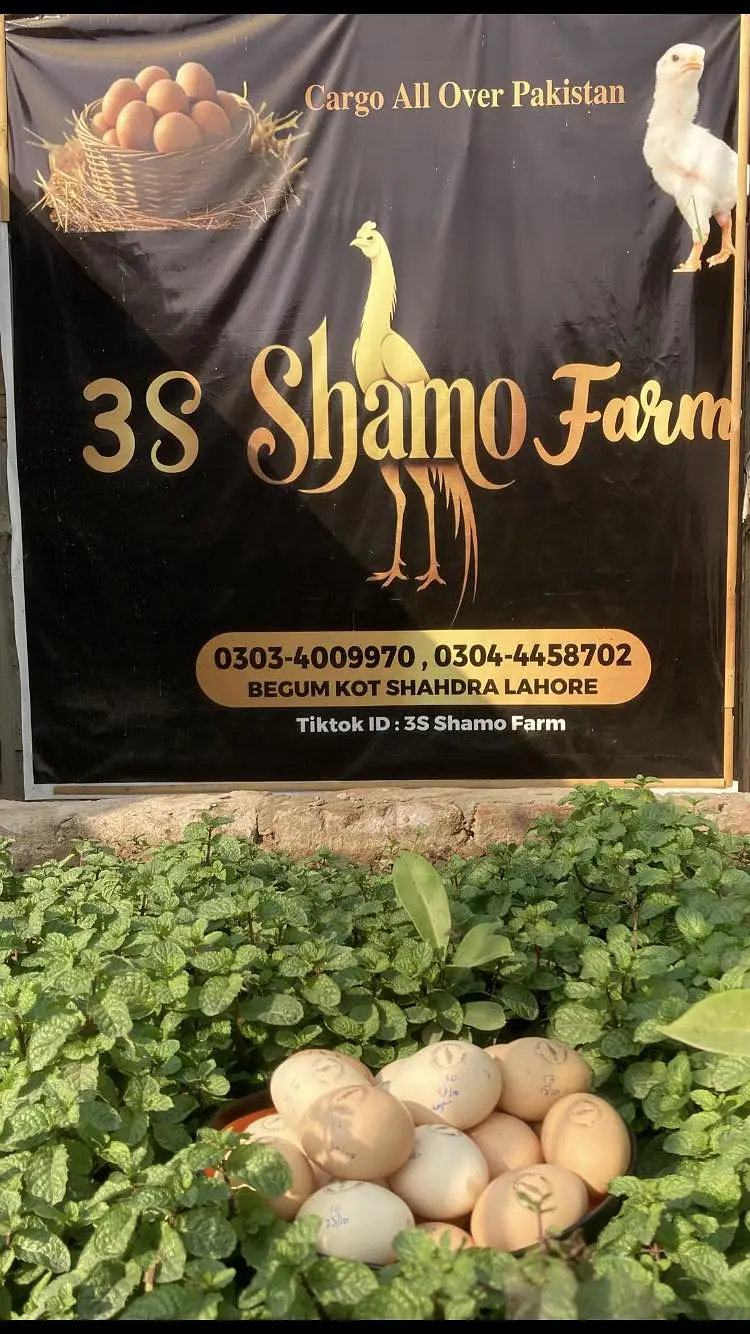 White King Shamo Eggs Available — photo 5