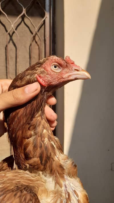 assel pair for sale