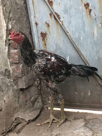 Turkish hint/thai