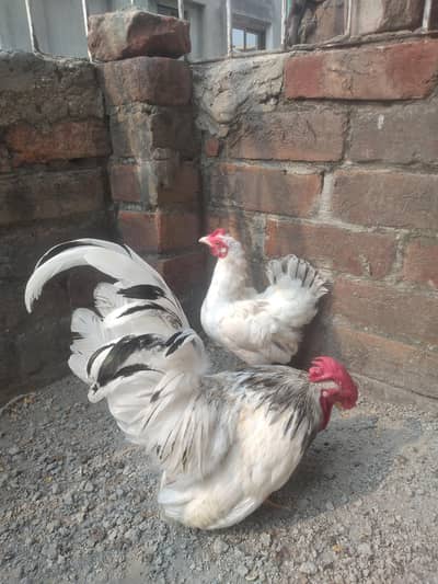 Japanese Bantam pair
