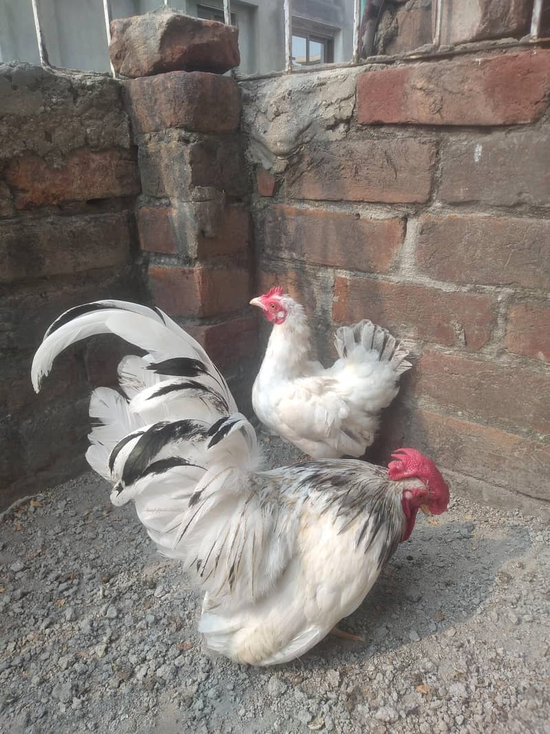 Japanese Bantam pair 0