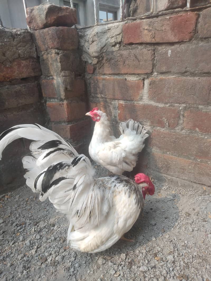 Japanese Bantam pair 1