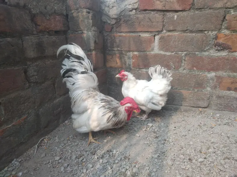 Japanese Bantam pair — photo 3