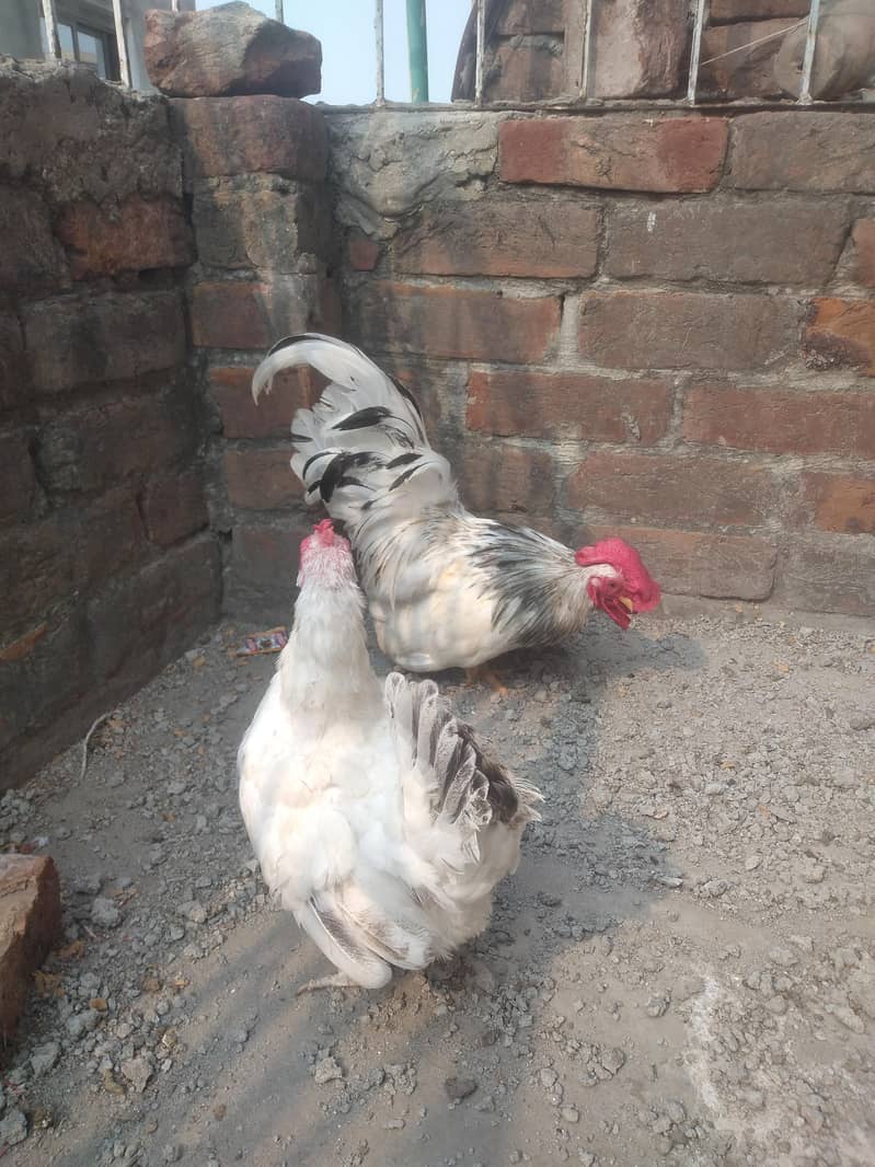 Japanese Bantam pair 3