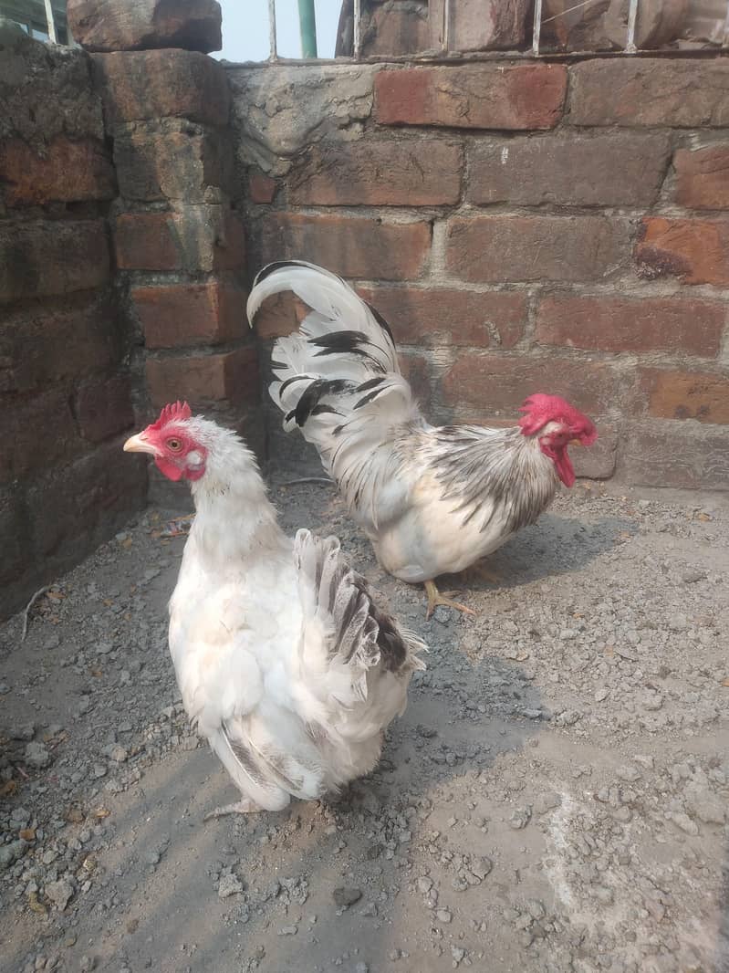 Japanese Bantam pair 4
