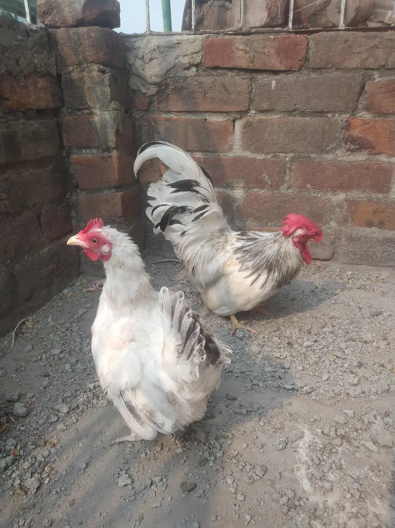 Japanese Bantam pair — photo 5