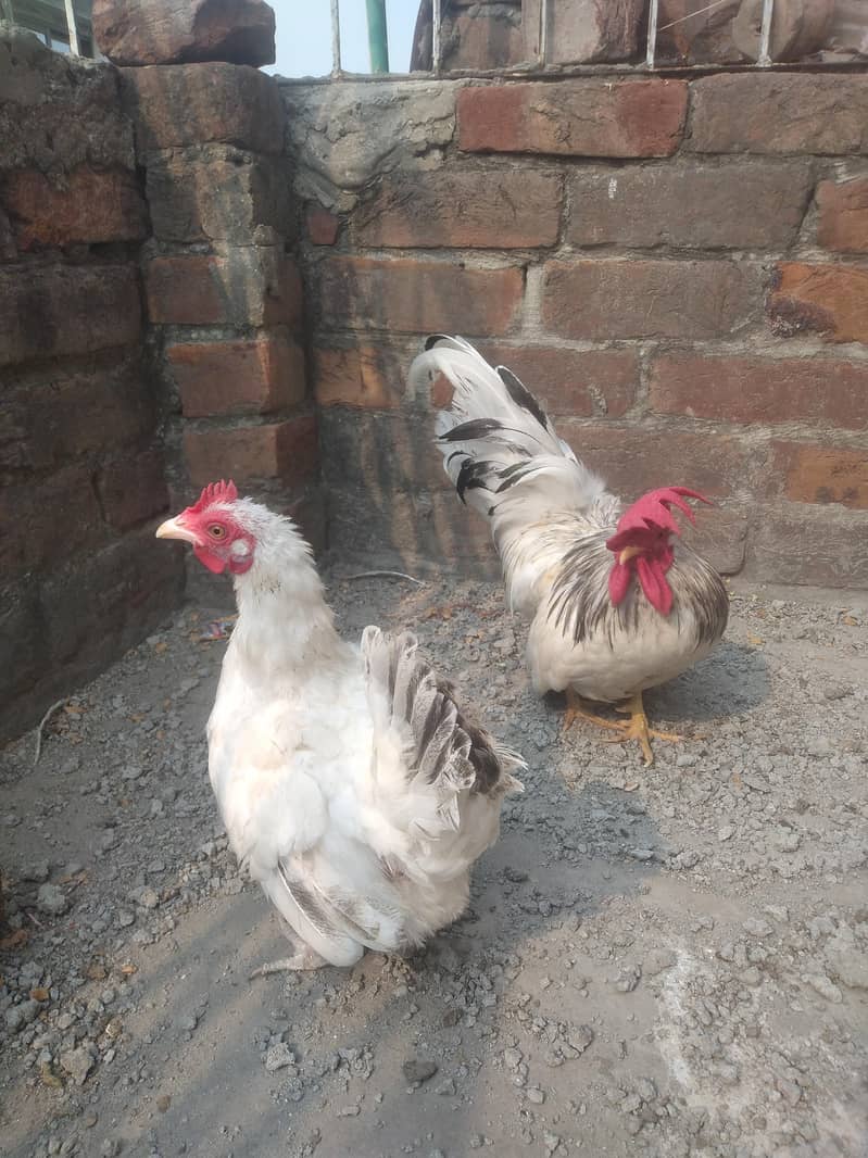 Japanese Bantam pair 5
