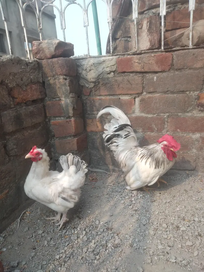 Japanese Bantam pair — photo 7