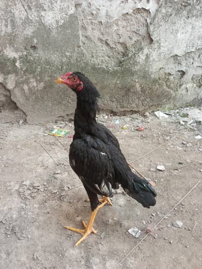 Aseel full black patha sale or exchange