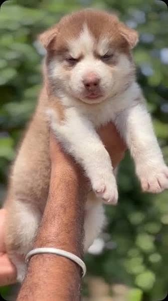 Huskies puppies