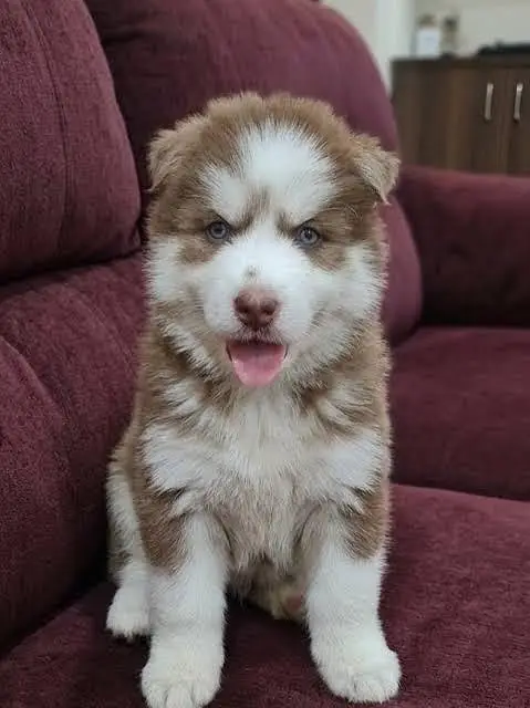 Huskies puppies — photo 2