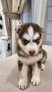 Huskies puppies — photo 3