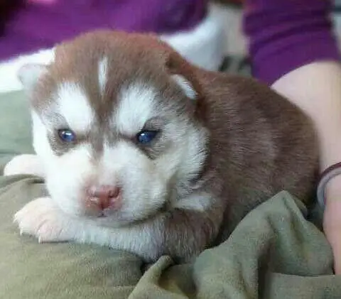 Huskies puppies — photo 4