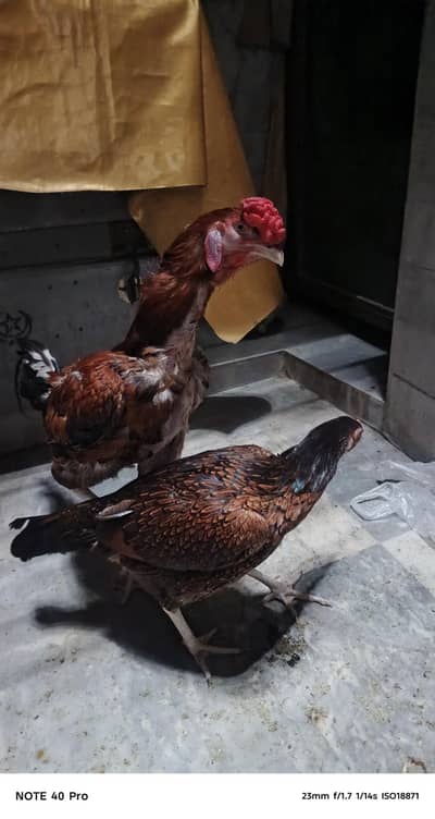 Pakistani breed