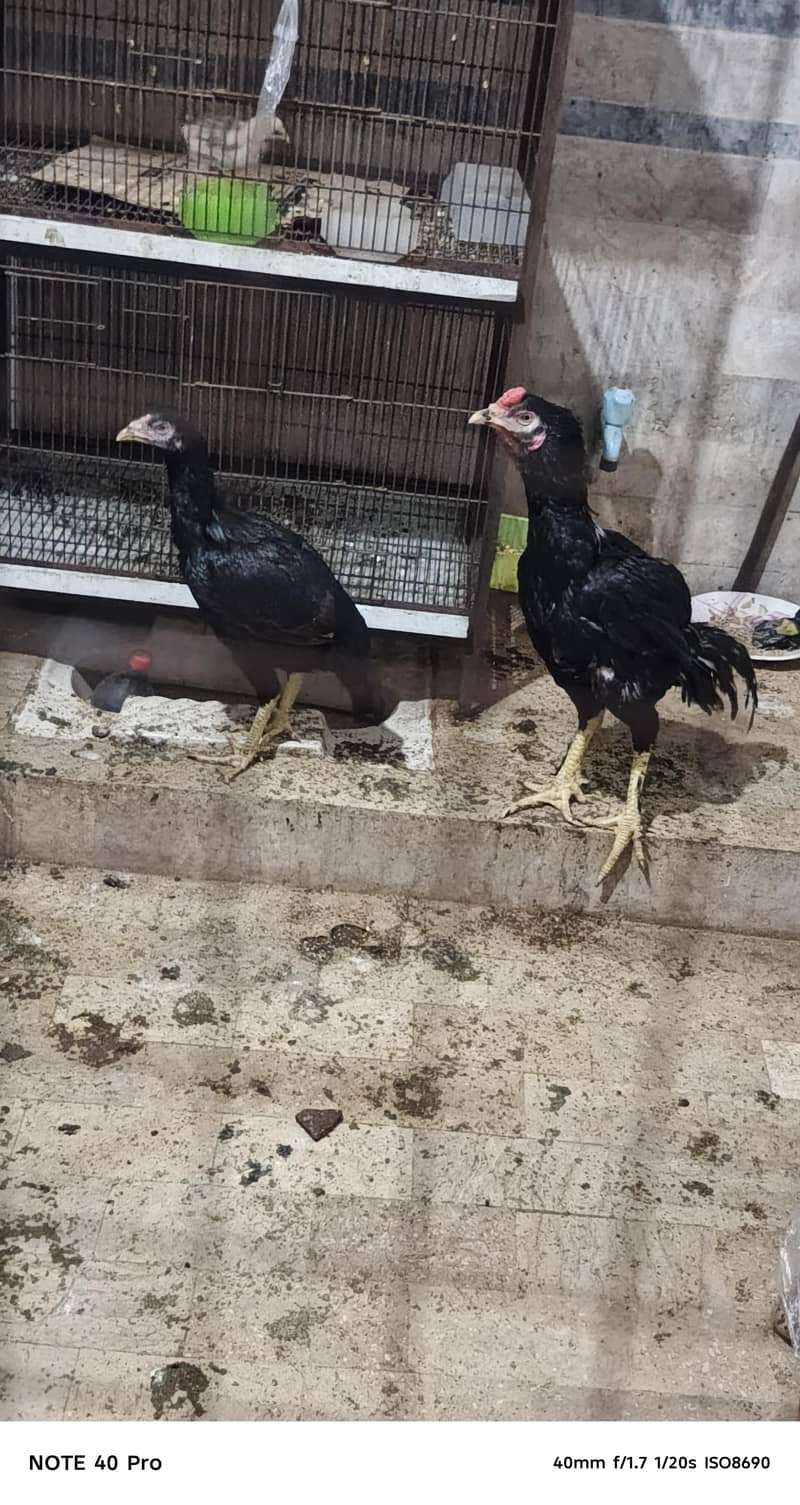Pakistani breed 1