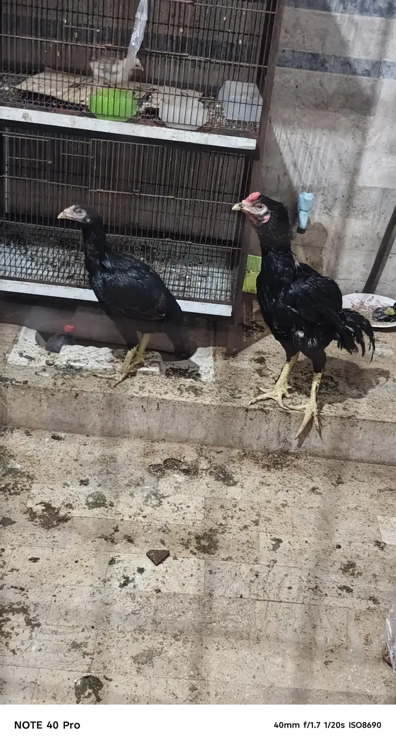 Pakistani breed — photo 2